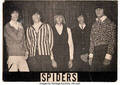 Spiders