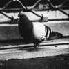 Columba Triste