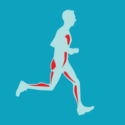 Ilustrowany biegacz z zaznaczonymi mięśniami, które są aktywne podczas biegu.