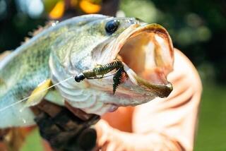 Fishing Lure Savage Gear Ned Salamander Clear Chartreuse 7,5 cm 3 g Fishing Lure - 1