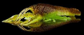 Mamac za ribolov Savage Gear Ned Craw Black & Red 6,5 cm 2,5 g Mamac za ribolov - 3