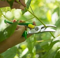 Zahradnický nůž Opinel Green Meadow Hand Pruner Zahradnický nůž - 7