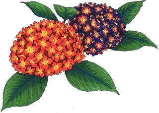 Flomaster Copic Sketch Резервоар за мастило Bold Primaries 6 Ком - 2