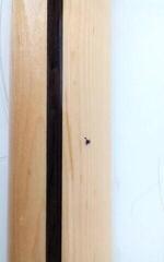 Gitara elektryczna SX STL/ASH Natural Gitara elektryczna (Jak nowe) - 4