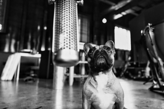 Studijski software plug-in efekt Mntra Instruments The Haunted Bundle (Digitalni izdelek) - 9