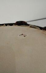 Djembe Terre Djembé Carving 40cm Natural/Carved 8" Djembe (Sérült) - 3