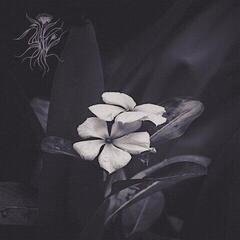 Vinüülplaat Saasol - Ephemeral (LP) - 1