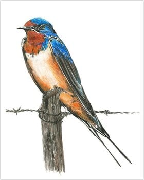 Slikanje po brojevima Royal & Langnickel Slikanje po brojevima 31 Ком - 2