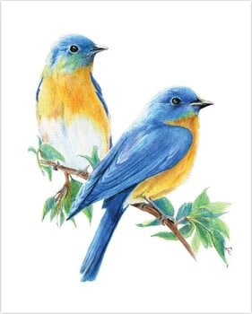 Slikanje po brojevima Royal & Langnickel Slikanje po brojevima 31 Ком - 3