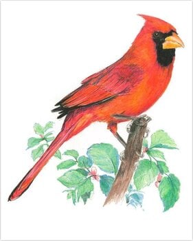 Slikanje po brojevima Royal & Langnickel Slikanje po brojevima 31 Ком - 5