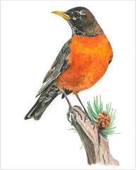 Tapyba pagal skaičius Royal & Langnickel Tapyba pagal skaičius 31 Vnt. - 7