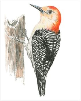 Slikanje po brojevima Royal & Langnickel Slikanje po brojevima 31 Ком - 9