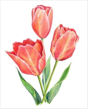 Slikanje po brojevima Royal & Langnickel Slikanje po brojevima 26 Ком - 4