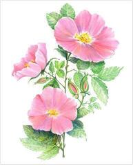 Slikanje po brojevima Royal & Langnickel Slikanje po brojevima 26 Ком - 4