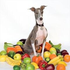 Schallplatte Shellac - Excellent Italian Greyhound (Gatefold Sleeve) (LP) - 1