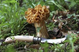 Pilzmesser Opinel Wooden Gift Box N°08 Mushroom + Sheath Pilzmesser - 4