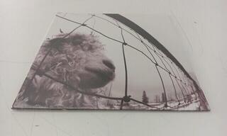 Vinyl Record Pearl Jam - Vs. (Remastered) (LP) (Just unboxed) - 1