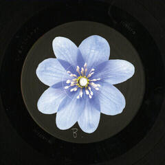 LP ploča Sigrid - Sucker Punch (LP) - 3