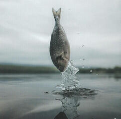 Muziek CD DJ Wich - Jako ryba ve vodě (CD) - 3