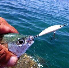 Vobler Savage Gear Gravity Pencil Pink Belly Sardine PHP 5 cm 8 g Vobler - 4