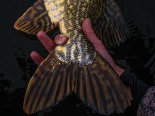 Soft Lure Savage Gear Craft Cannibal Paddletail Clear Water Mix Green Silver-Olive Silver Smolt-Perch-Roach - 2