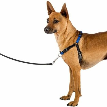coach dog harness