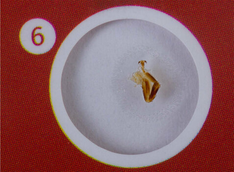 Microscope Accessories Levenhuk LabZZ C12 Creatures - 5