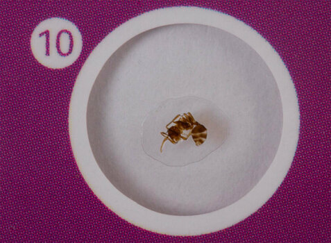 Microscope Accessories Levenhuk LabZZ C12 Creatures - 6