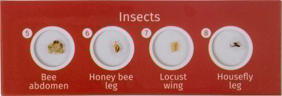 Microscope Accessories Levenhuk LabZZ CP24 Creatures & Plants - 3