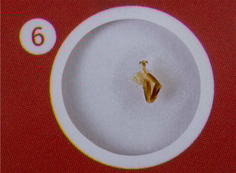 Microscope Accessories Levenhuk LabZZ CP24 Creatures & Plants - 8