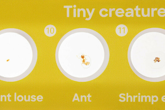 Microscope Accessories Discovery Fauna 12 - 6