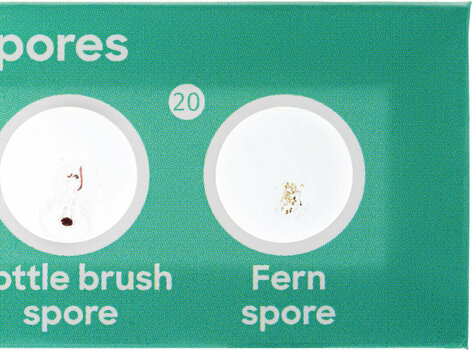 Microscope Accessories Discovery Flora 12 - 4