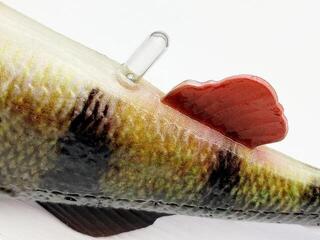 Cebo de goma Savage Gear 4D Perch Shad Green Silver 12,5 cm 20 g Cebo de goma - 3