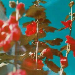LP Chad Lawson - Breathe (2 LP)