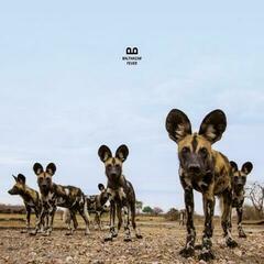 Disco de vinil Balthazar - Fever (Reissue) (Blue Translucent) (LP)