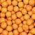 Boilies No Respect Sweet Gold 1 kg 15 mm Švestka Boilies