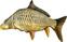 Other Fishing Tackle and Tool BeCare Pillow M 55 cm Common Carp