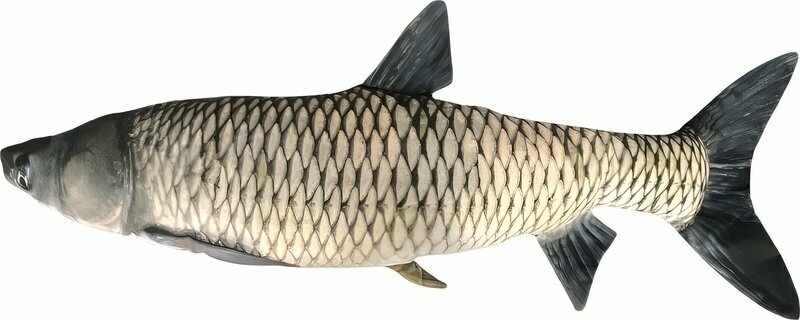 Other Fishing Tackle and Tool BeCare Pillow Grass Carp 100 cm