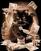 Diamantové maľovanie Zuty Čierna mačka