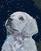 Diamant schilderij Zuty Witte pup