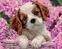 Диамантено рисуване Zuty Кученце и хортензия