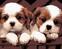 Pintura diamante Zuty White and Brown Puppies