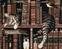 Диамантено рисуване Zuty Котка в библиотеката