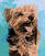 Painting by Numbers Zuty Painting by Numbers Happy Yorkshire Terrier