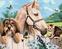Malowanie po numerach Zuty Malowanie po numerach Pies, koń i kotek (Howard Robinson)