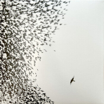 Schallplatte Wilco - Sky Blue Sky (2 LP) - 1