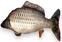 Ribiški pribor BeCare Pillow Common Carp S 32 cm