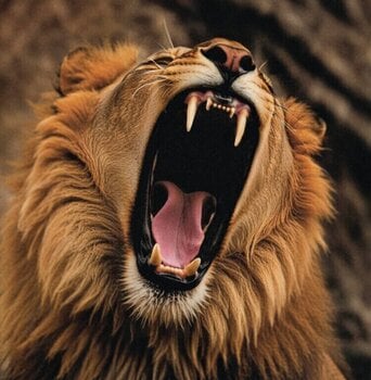 CD muzica Badfinger - Head First (Reissue) (50th Anniversary) (Special Edition) (CD) - 1