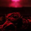 The Paper Kites - Roses (CD) (Just unboxed)