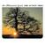 Muzički CD The Mountain Goats - The Sunset Tree (Digipak) (CD)